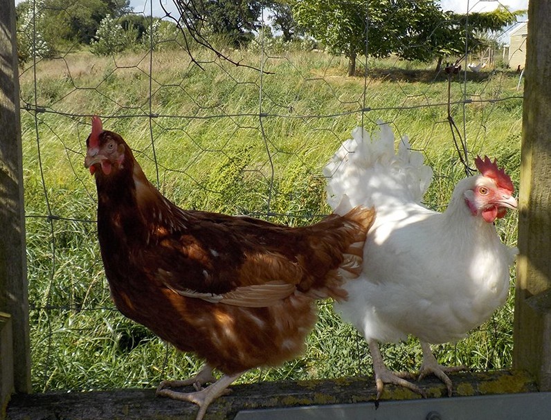 Sunrise Eggs